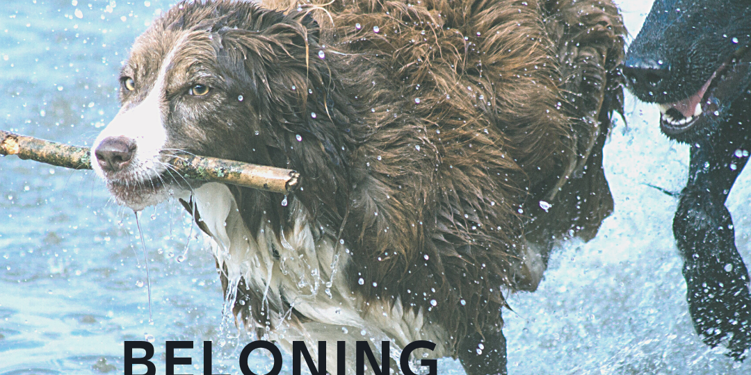 beloning bonus of succesbeleving